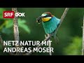 Artenvielfalt der Schweiz | Der Sinn der Vielfalt | NETZ NATUR mit Andreas Moser | Doku | SRF Dok