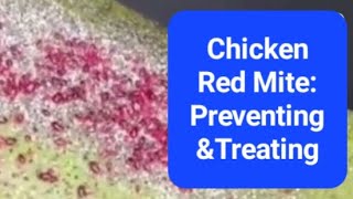 Red Mite: How to Identify, Prevent and Treat Them on your Chickens and Poultry