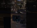 SI NO ES MÍO, NO ES DE NADIE 🤝🏻| DarkHopePR #gta #gta5 #gtarp #gtavroleplay
