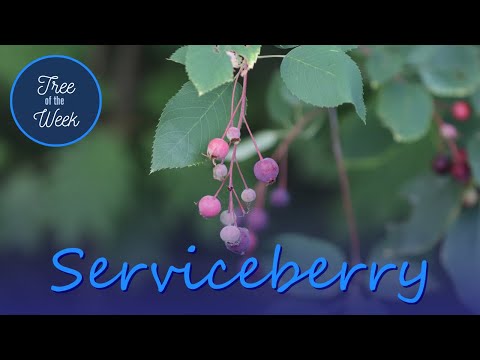 Tree of the Week: Serviceberry