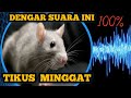 Suara pengusir tikus paling ampuh