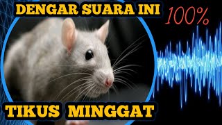 Suara pengusir tikus paling ampuh