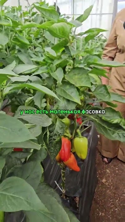 Самый РАННИЙ перец для открытого грунта и теплиц. Очень урожайный ...
