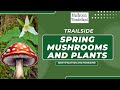 Spring mushroom and plant id walk in the pnw forest