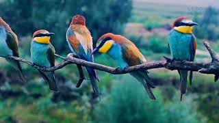 amazing birds chirping || wildlife videos || beautiful nature and relaxing music