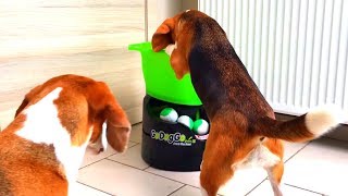 Funny Dogs Playing with GoDogGo G4 Fetch Machine : Cute Beagle Louie