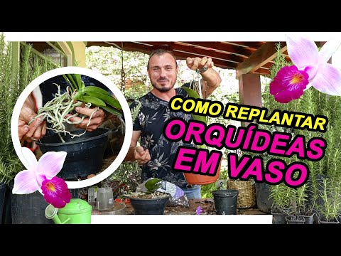 Vídeo: Replantação de plantas de orquídeas - Como e quando replantar orquídeas