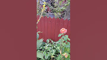 September 3 2025 Its Autumn Floweringplants Ourgarden Shortvideo 