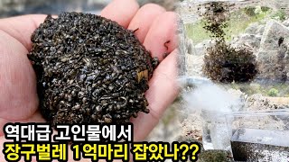 역대급 고인물에서 장구벌레 1억마리는 잡은거 같습니다 feat. 드라이아이스