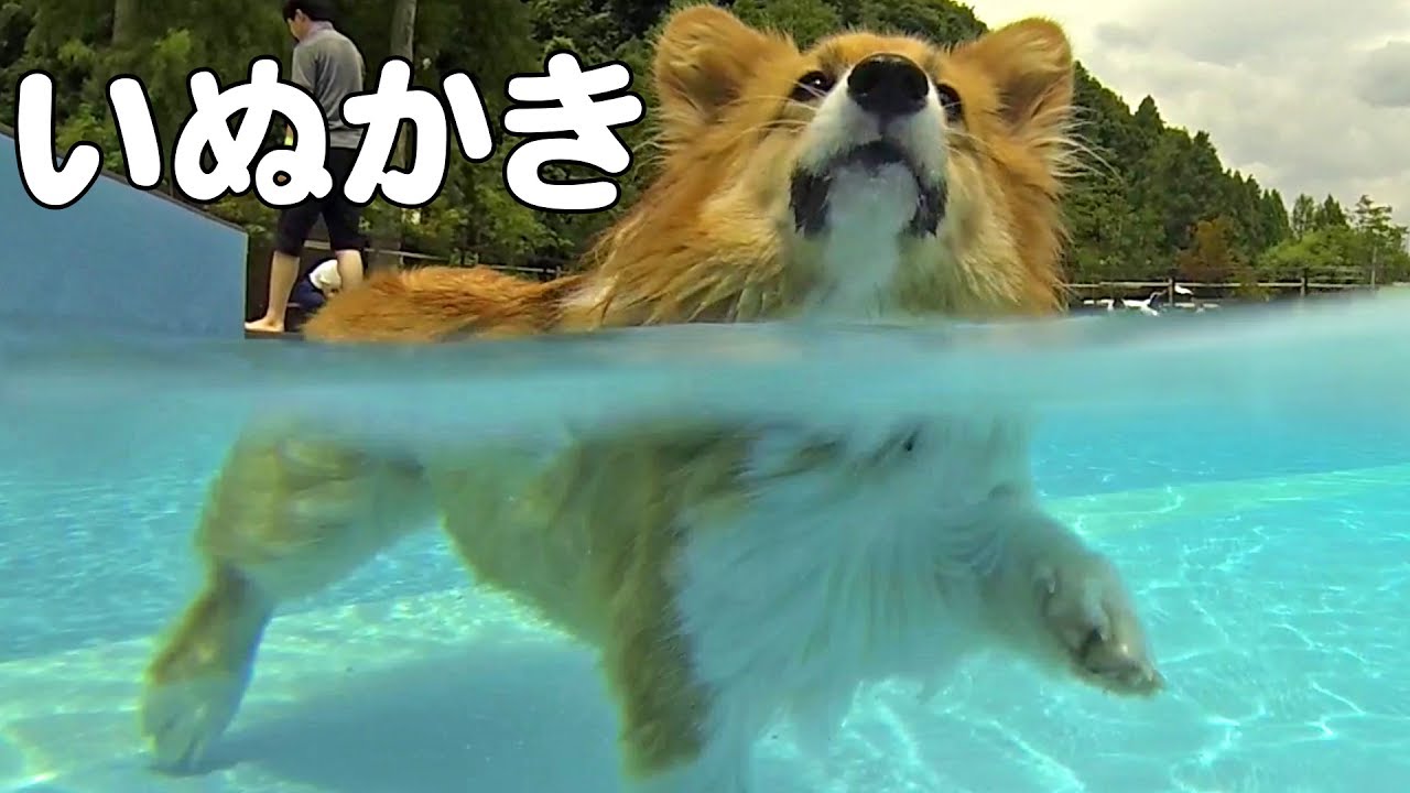 Roku Swim 犬用プールを満喫するロクさん その1 いぬかき 1 Len レン君 Dog Paddle コーギー 犬 ドッグラン プール Youtube