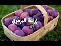 برقوق قراصيا طرق تكاثر وتسميد ورى وعناية Prunus حلقة 231