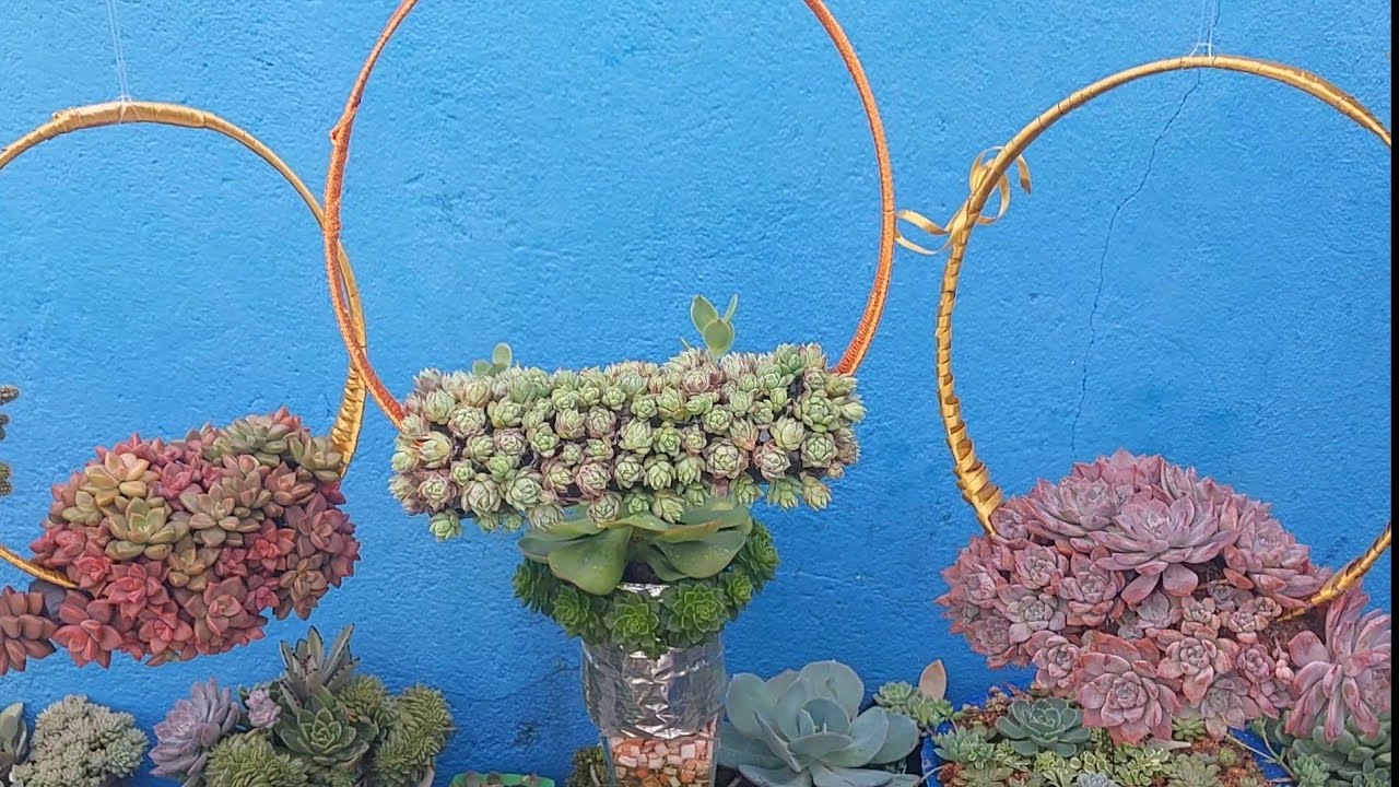 A ideia mais LINDA com suculentas e garrafa pet