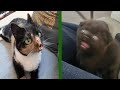 BEST CAT MEMES COMPILATION OF 2020 PART 27 (FUNNY CATS)