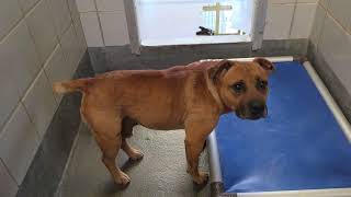 Acs A805181