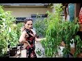 Heghineh Family Vlog #31 - Ծառերս - Heghineh Cooking Show