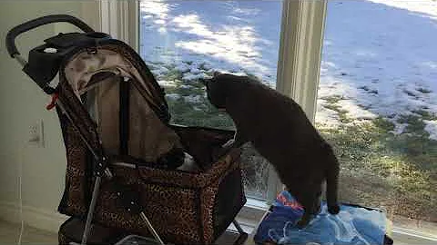 Polly defending her territory