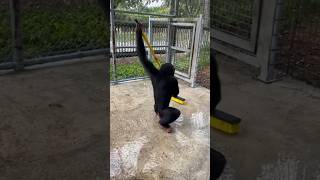 Limbani The Chimpanzee #Spinningaround Whilst He Helps 🧽