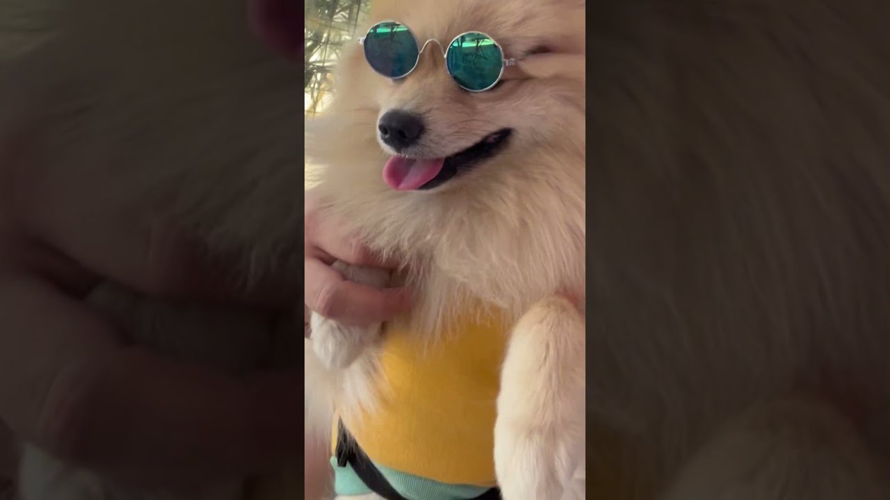 A Day In The Life Of Happy Dog Car Rides Off Leash Fun Cozy Naps Pomeranian Pets Doglife