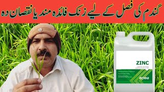 Gandam Ki Fasal Per Zinc Kitna Lazmi He | Zinc Fertilizer For Wheat