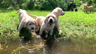 Labrador puppies first time swimming by panzertoo 247 views 1 year ago 7 minutes, 28 seconds