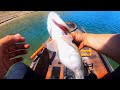 These bass were about to POP (Summer Fishing on New Melones)