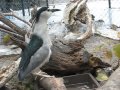 ゴイサギ、大好きアジをゴクリ!!【小諸市動物園】 の動画、YouTube動画。