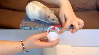 Rattie Training Video: The Bucket Trick