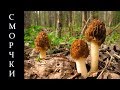 Весенние грибы сморчки - Сморчковая шапочка и её особенности