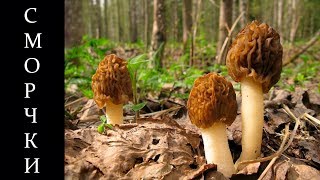 Весенние грибы сморчки - Сморчковая шапочка и её особенности