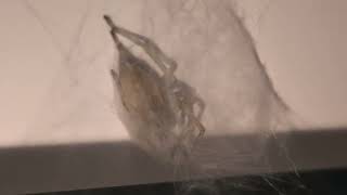 Black-Footed Yellow Sac Spider Chills Inside Its Silken Retreat
