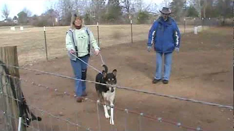 Cole at Joyce Norris Duck Clinic 2/18/12