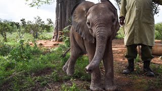 Rescue of orphan elephant Thamana | Sheldrick Trust