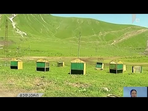 გუდაურის პოლიციაში გამოკითხვა მიმდინარეობს