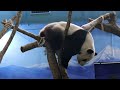 20200730 棲木搖動換位綁 團團興起細打量(永懷團團之431) Giant Panda Tuan Tuan