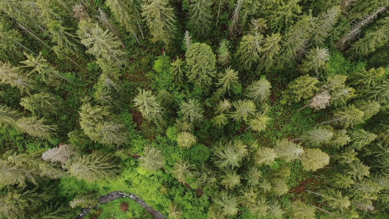 videoblocks looking straight down mountain stream just above the tree tops