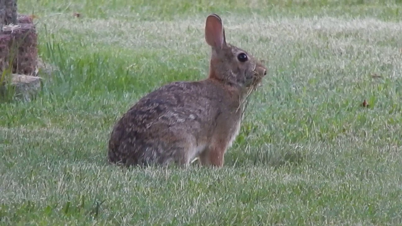 Rabbit working on building a nest in our yard - June 2017 ...