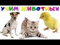 Учим Домашних Животных 🐶 Голоса и Звуки Животных Для Детей 🐷 Как Говорят Животные