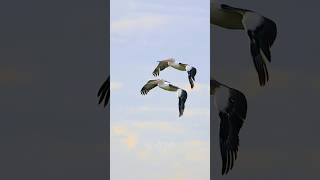 Synchronicity #pelicans #birds #australia