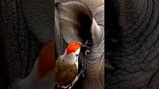 Oxpecker Bird Cleans Rhino’s Ear Worms #shorts