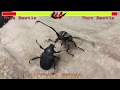 Epic beetle fight with health bars and sound effects