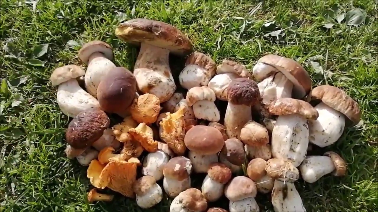 I funghi PORCINI della VALLE BREMBANA YouTube