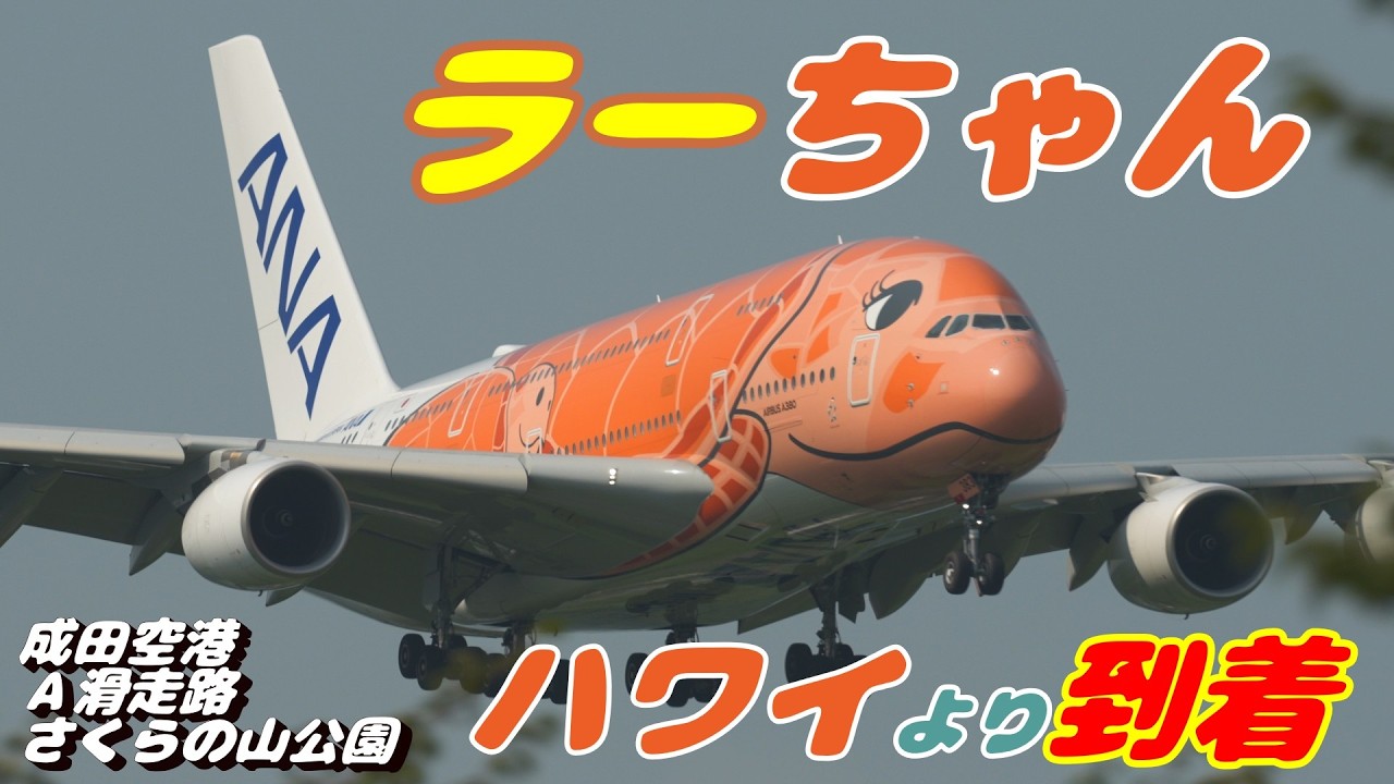 4K】成田空港 さくらの山公園 ANA超巨大旅客機エアバスA380 ラーちゃん