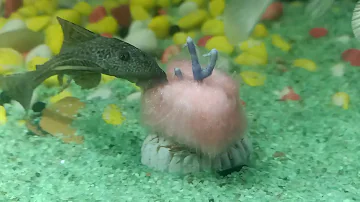 Sucker fish eating watermelon
