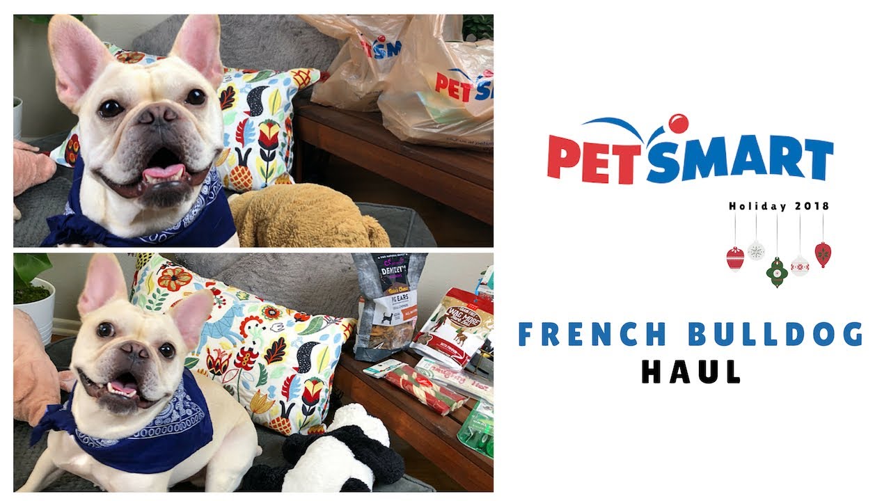 French Bulldog PetSmart Haul Frenchie Trekker TV 🎄Vlogmas Day 2 YouTube