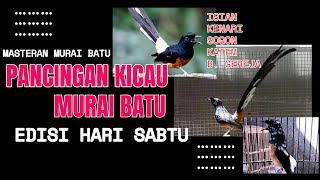 Masteran Murai Batu Berkelas: Belajar dari Burung Juara untuk Kicauan yang Memukau durasi panjang