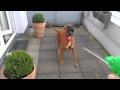 Boxer Dog goes NUTS!