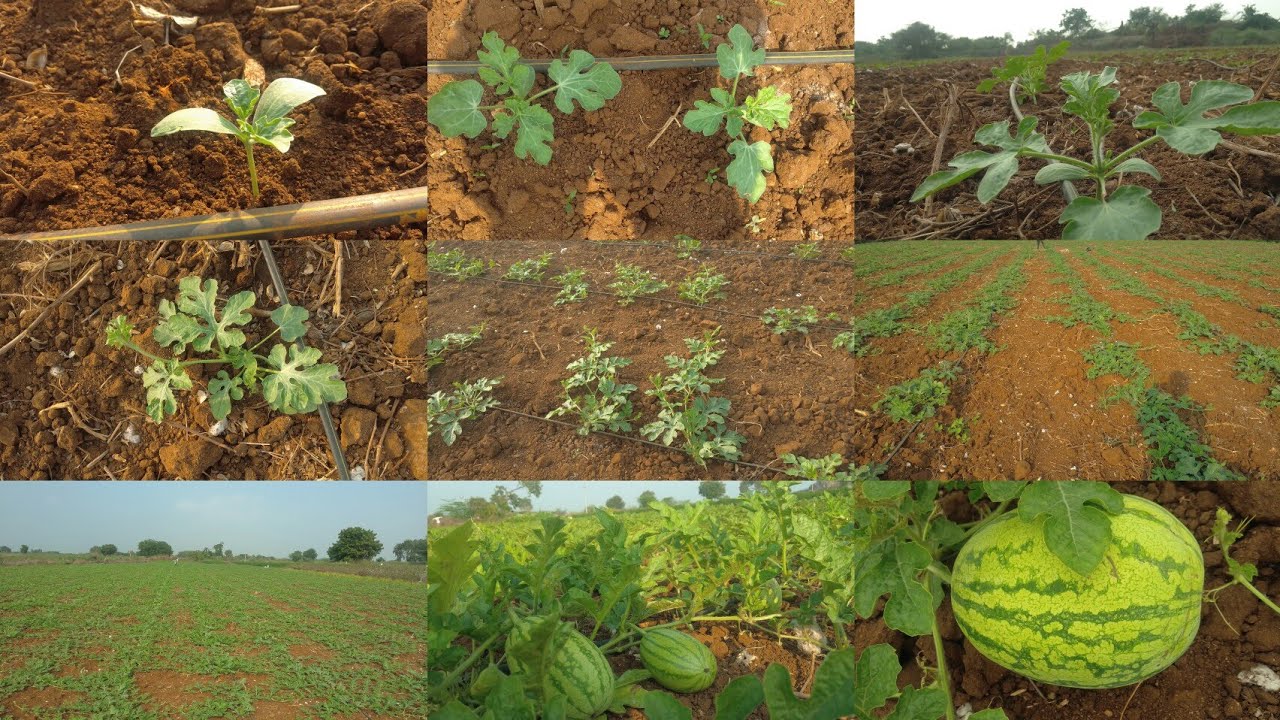 watermelon growing process