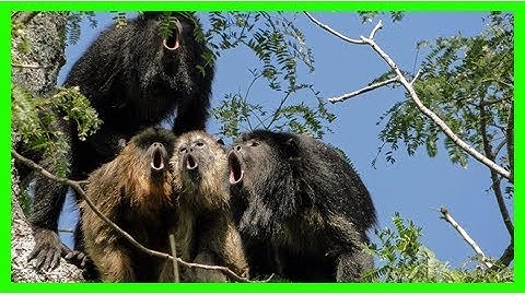 Big testicles mean a softer voice, at least in howler monkeys