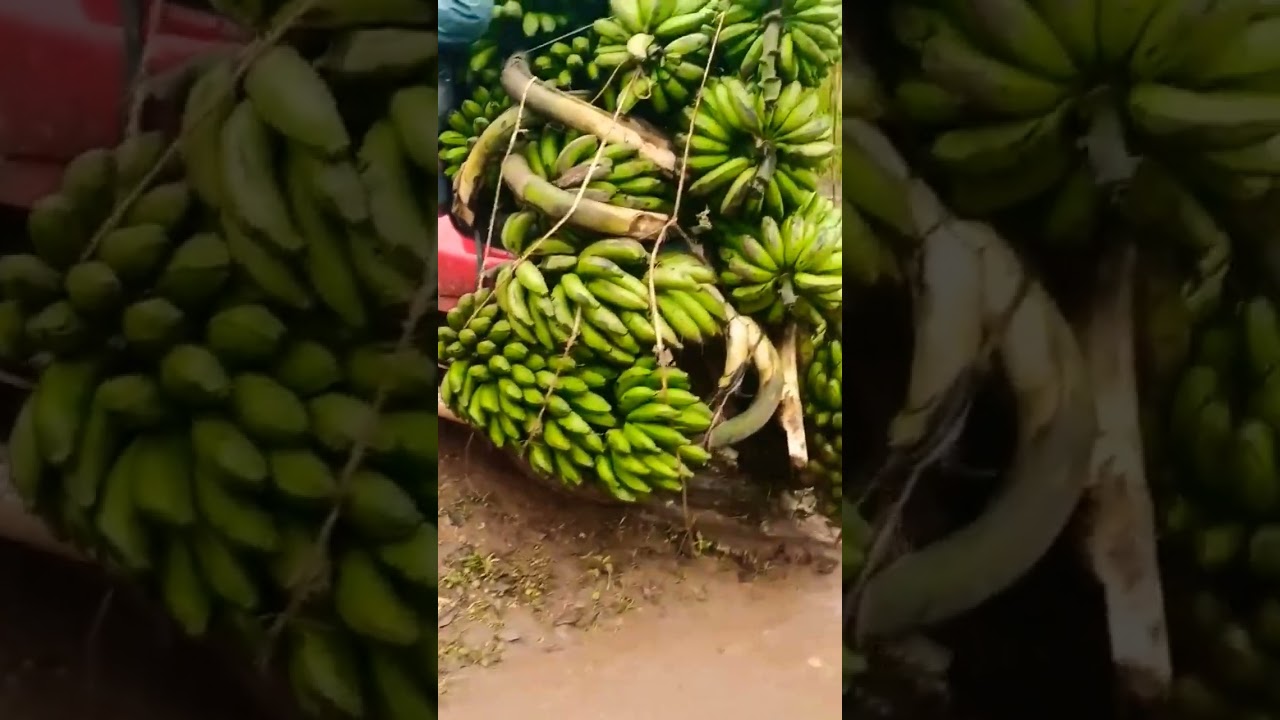 Quem quer um cacho?😅🍌