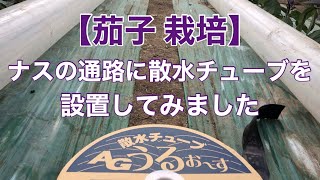 【茄子 栽培】ナスの通路に散水チューブを設置してみました 2020/3/5 AGうるお〜す